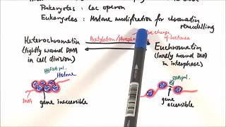 Gene regulation in Eukaryotes Promoters  Transcription factors  Enhancers Genetics for beginners [upl. by Sotnas]