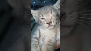 C magnifique vidéo chat 🐱 🐱 🐱 🐱 cat chatonmignon cute chaton kitten chatonsmignons [upl. by Wachtel]