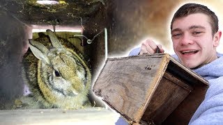 I Trapped Rabbits in Homemade Trap [upl. by Nonnelg]