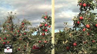 Jonagold Apples being picked in Orondo Washington [upl. by Tripp]