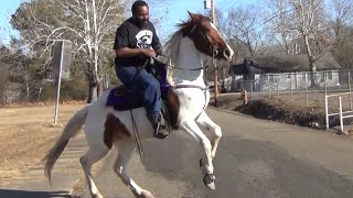 Cowboy Brothers and quotPrime Tennessee Walking Horses of Southeast Oklahomaquot [upl. by Lauber983]