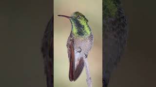 Berylline hummingbird  beautiful birds of world [upl. by Laeynad]