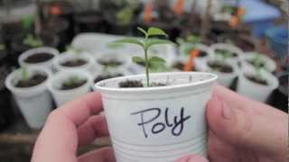 Grow Citrus From Seed Key Lime Trees  Grow Everything  Episode 1 [upl. by Lynch]