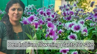 Dendrobium flowering plants for sale [upl. by Gamali]