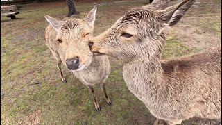 Nara Deer Park [upl. by Oliva287]