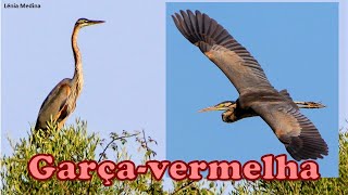 Garçavermelha Ardea purpurea  Algarve  Portugal [upl. by Verdha589]