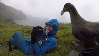 Cheeky Southern Giant Petrel Checks Out The Humans [upl. by Enelime]