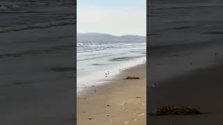 Sandpipers in Manhattan beach [upl. by Barthold]