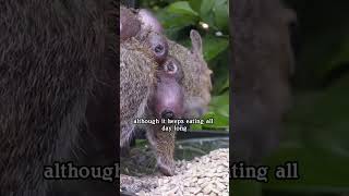 Rescue squirrels parasitited by horsefly larvae animals saveanimals shortvideo squirrel shorts [upl. by Sophronia]