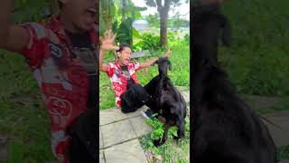 short Comedy Video  Best Funny Video short [upl. by Enyamrahs]