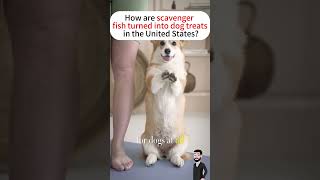 How are scavenger fish turned into dog treats in the United States [upl. by Combs953]