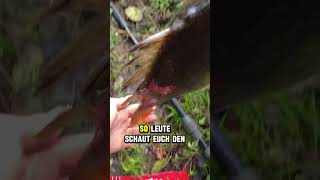 Dicker 40 cm HerbstBarsch🤟 angeln fishing barsch raubfisch [upl. by Nilyahs353]