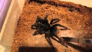 P murinus H lividum T stirmi Tarantula Updates [upl. by Bocaj]