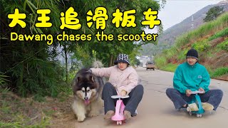 大王来福追滑板车  Dawang and Laifu Chase the Scooter【阿盆姐家的大王】 [upl. by Nivar]