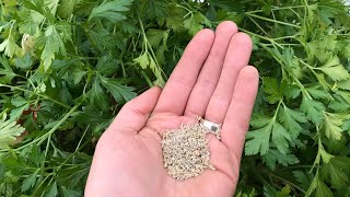 How to Save Parsley Seed  A Seed Saving Guide [upl. by Denzil]