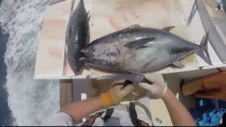 Filleting Giant Pacific Bluefin Tuna 65lbs [upl. by Alvar480]