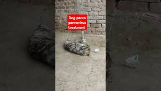 Parvo virus treatment  Dr sajid [upl. by Tonia]