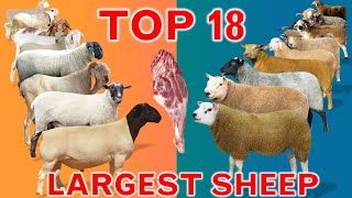 Top 18 Largest Sheep Meat Breeds in the World  Domestic Sheep Breeds  Country by Country  Ramadan [upl. by Shayne]