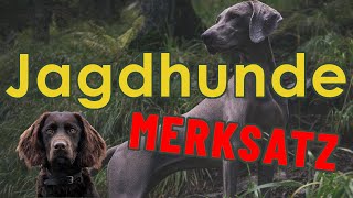 Jagdhunde Merksatz  Jägerprüfung Jagdhundewesen [upl. by Bahr]