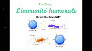 Immunologie  Limmunité humorale بالدارجة [upl. by Ellehsar]