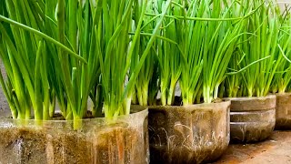 TIMELAPSE Useful Tips amp Tricks Propagating Growing Garlic on Balconies at Home for Beginners [upl. by Leftwich]