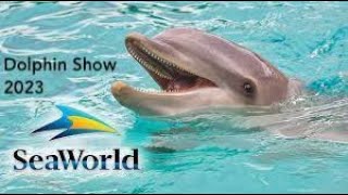 2023 Spectacular Dolphin Show SeaWorld Orlando Florida [upl. by Douglass]