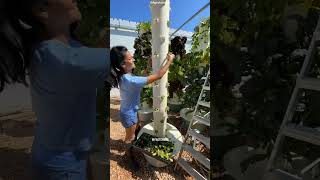 Vertical Farming shorts facts science [upl. by Aittam]