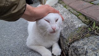 The calmest and gentlest white cat I have ever seen in my life [upl. by Sheryle]