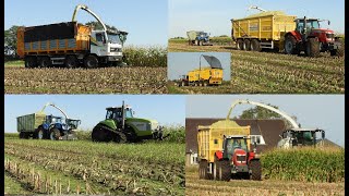 Loonbedrijf Reimink hakselt mais met Claas Dewa Terberg NH MF en Claas Challenger [upl. by Llevron]