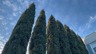 Wall of giant Italian cypresses in Alexandria Virginia [upl. by Eanil818]