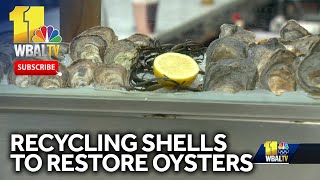 Restaurants recycle oyster shells in effort to restore native population [upl. by Rebeka]