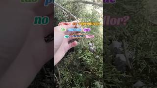 🌲¡Descubre el fascinante mundo de las gimnospermas L GARDEN DEPOTDe todo para tu huerta y jardín [upl. by Maegan]