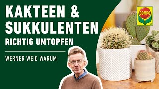 Kakteen und Sukkulenten richtig umtopfen [upl. by Gnouhk325]