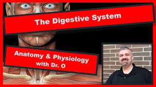 Digestive System Introduction Anatomy and Physiology [upl. by Datha80]