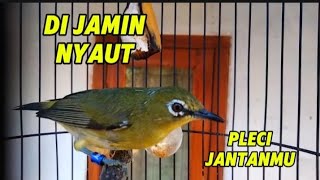 Pleci betina birahi manggil jantan [upl. by Abbotsun32]