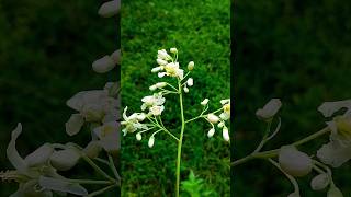 Moringa flowers drumstick tree flowers 💮💮💮💮💮nature bgm tamil flowers whiteflowers greengrass [upl. by Milena]