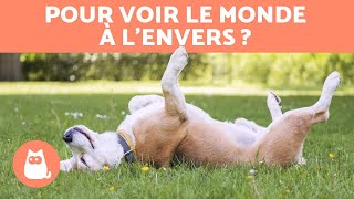 Pourquoi mon chien se MET sur le DOS  🐶 5 raisons [upl. by Dirraj]