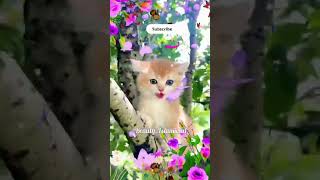 Alifun baa Arabic song  Little cat [upl. by Fanya]