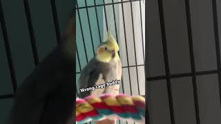 Cockatiel invades parrots cage [upl. by Nywroc226]