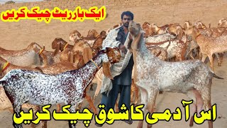 makki cheeni phla soa wali bakriya for sale in Abu Bakar Goat Farm [upl. by Yrreg]