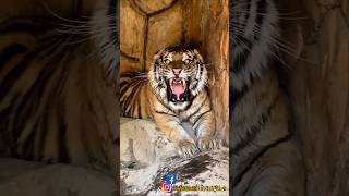 The tiger Roar 😲wildlife tiger tigerlife nationalgeographic natgeo shorts youtubeshortsjambu [upl. by Hugues]