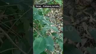 How to identify Varun  Crataeva nurvala ayureel ayu medicinalplant medicineherbs dravyaguna [upl. by Kara]