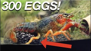 MY LOBSTER HAS BABIES  crayfish breeding  egg hatching  raising babies [upl. by Froehlich]