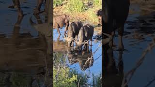 RedBilled Oxpeckers Tend to Drinking Buffalo in Kruger Parks Dry Riverbed slowmotions wildlife [upl. by Atteval806]