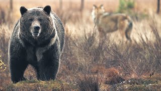 Bear vs Wolves Battle for Food  Wild Scandinavia  BBC Earth [upl. by Moreville]