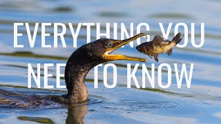 Cormorants and Shags Everything you need to know  Fishing Flying Hunting Diving CallSound [upl. by Brenden]