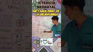 ICTERICIA NEONATAL FISIOPATOLOGÍA  GuiaMed pediatria medicina ictericia [upl. by Klina]