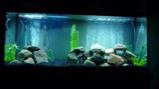 New 55 Gallon African Cichlid Aquarium [upl. by Rie]