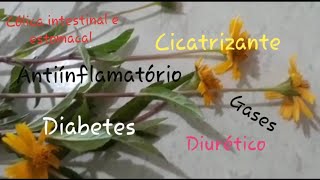 REMÉDIO CASEIRO PARA CÓLICA INTESTINAL E ESTOMACAL  PLANTAS MEDICINAIS E CURATIVAS  ELIMINA GASES [upl. by Etteyafal]