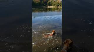 Tank swimming in the Kirby pond Ontario Canada 🇨🇦 [upl. by Flavia]